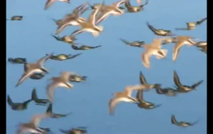 Birds in flight, blus sky in background